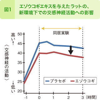 図1：エゾウコギエキスを与えたラットの、新環境下での交感神経活動への影響