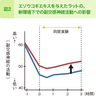 図2：エゾウコギエキスを与えたラットの、新環境下での副交感神経活動への影響